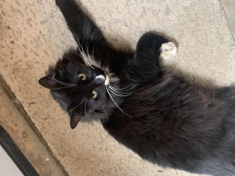 Image of Sylvester/Floof, Lost Cat