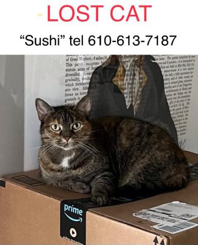 Image of Sushi, Lost Cat