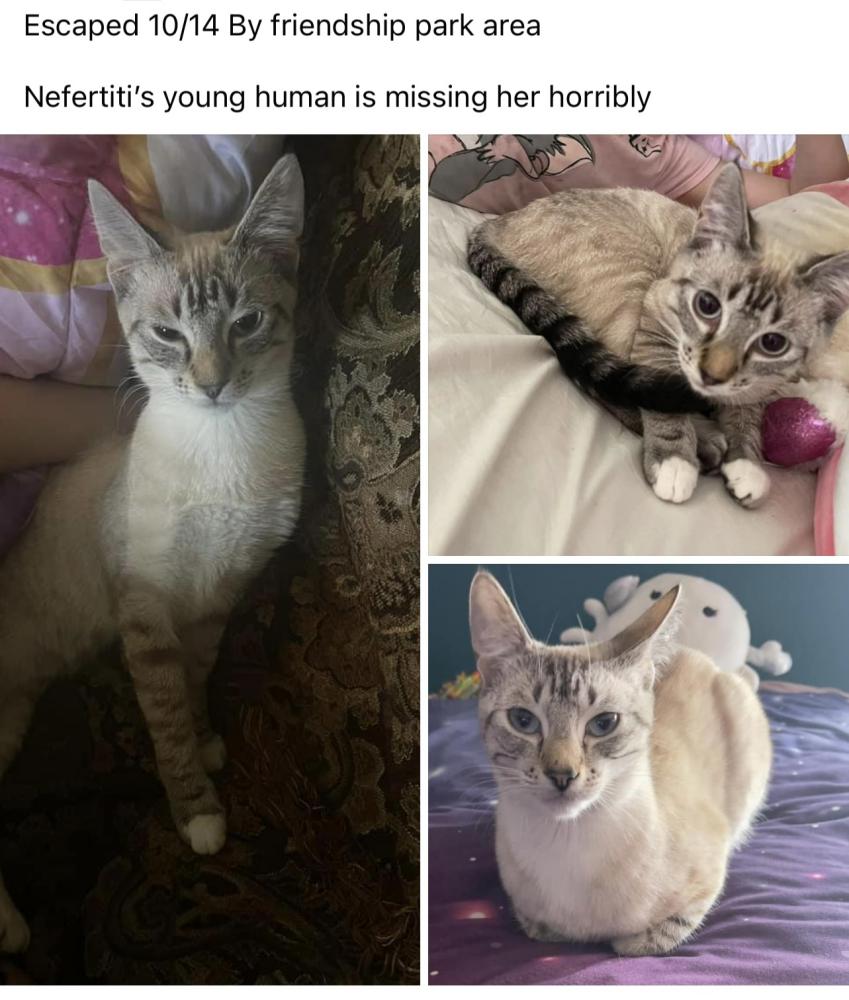 Image of Nefertiti, Lost Cat