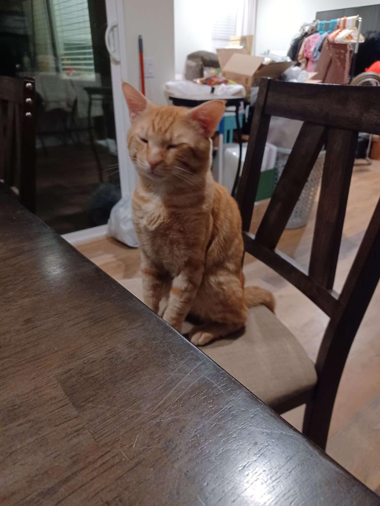 Image of Cheez-it, Lost Cat
