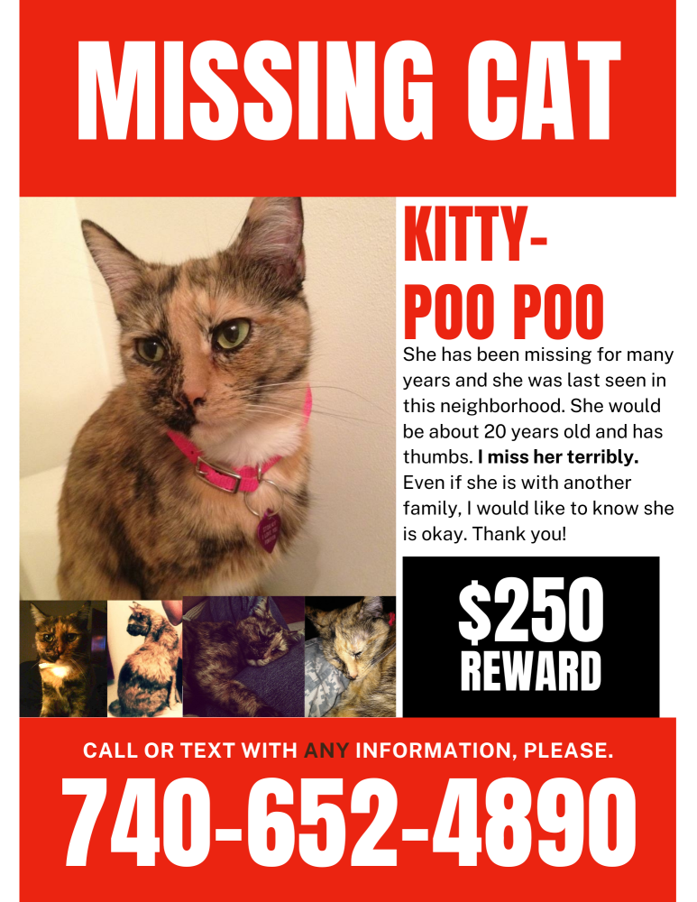 Image of Kitty Poo Poo, Lost Cat