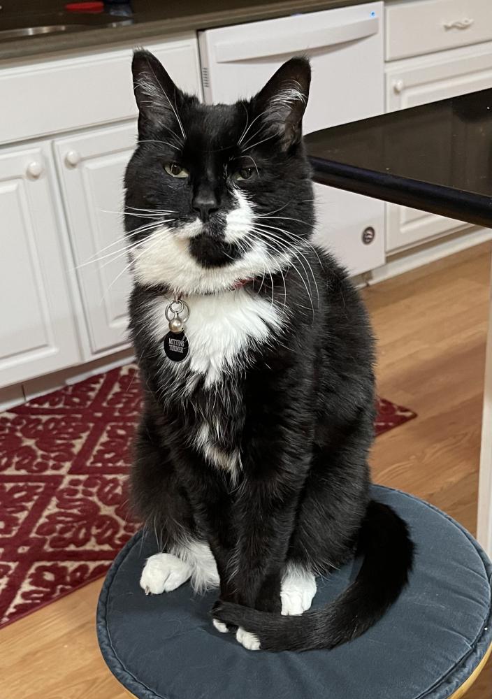 Image of mittens, Lost Cat