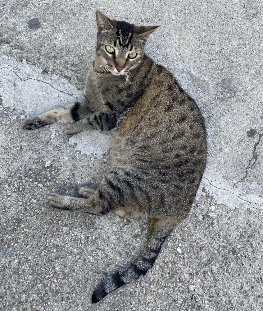 Image of Tiger, Lost Cat