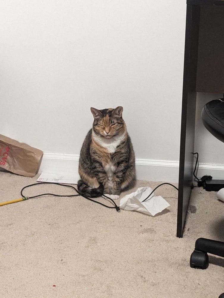 Image of Zelda, Lost Cat