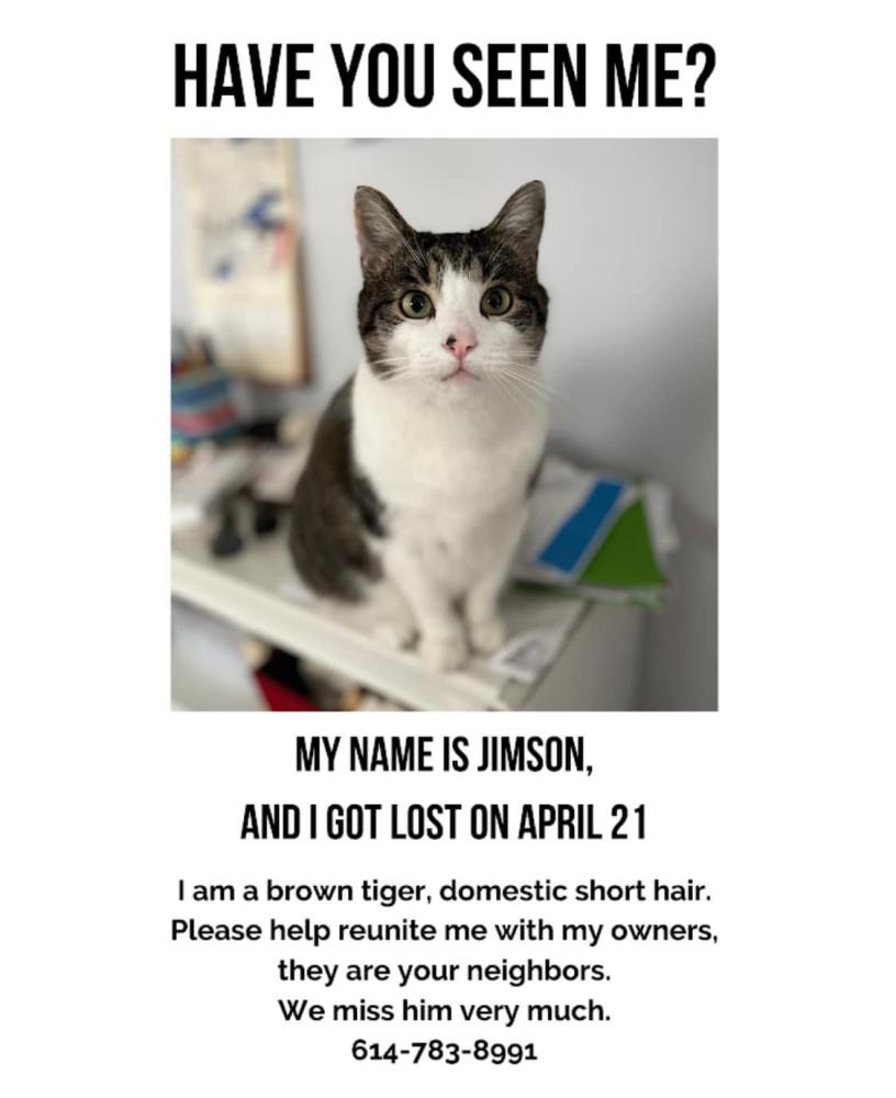 Image of Jimson, Lost Cat