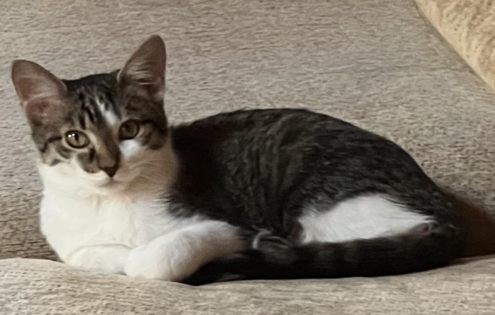 Image of Gilly, Lost Cat