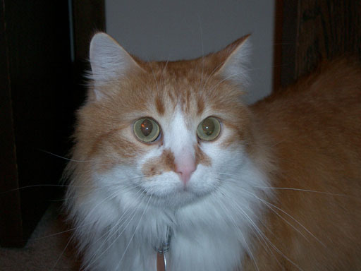 Image of Webster, Lost Cat