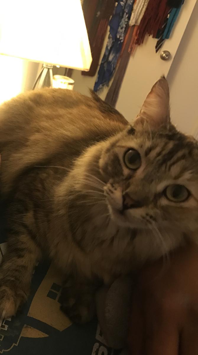 Image of Hazel, Lost Cat