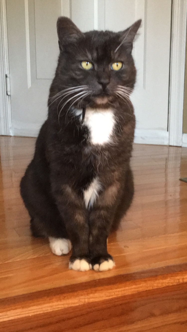 Image of Mr. Kitty, Lost Cat