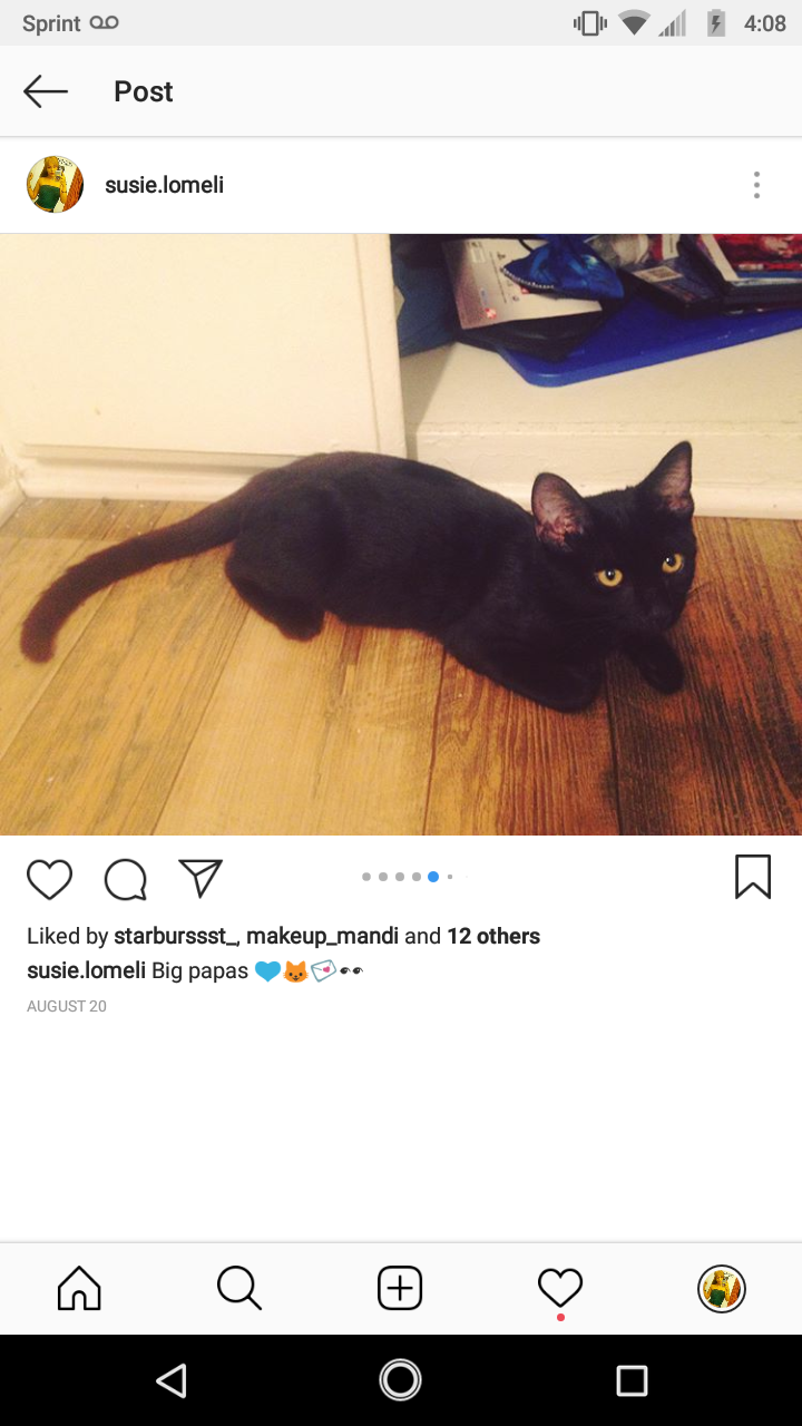 Image of Felix, Found Cat