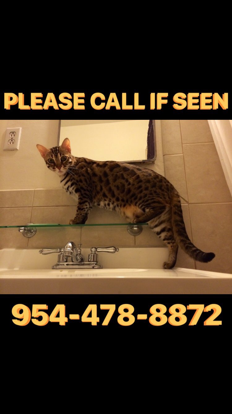 Image of Rigby, Lost Cat