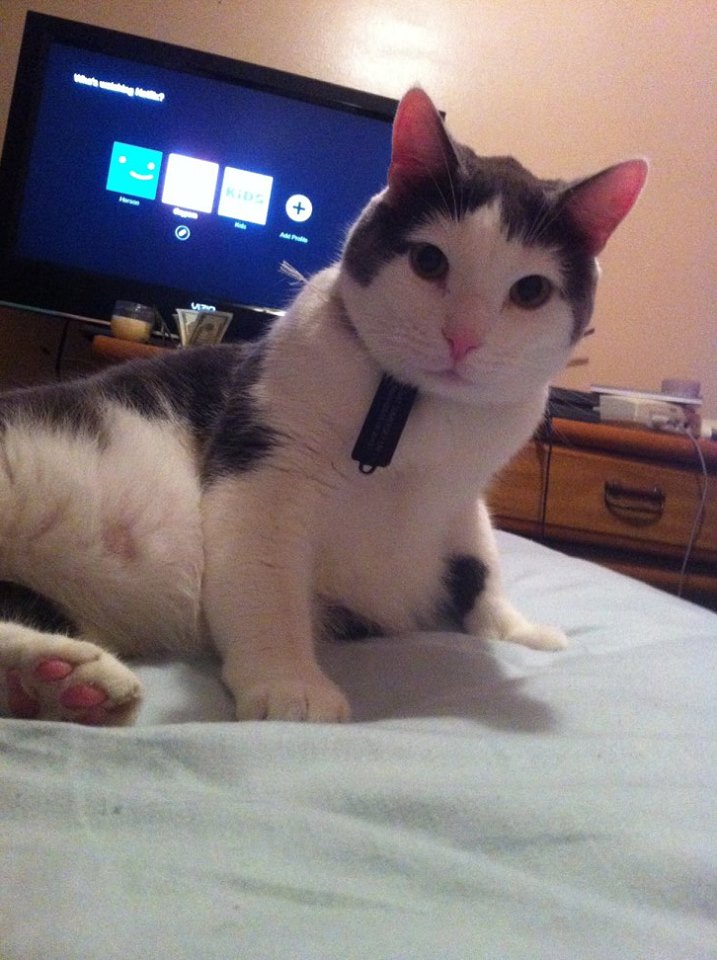 Image of mimi, Lost Cat