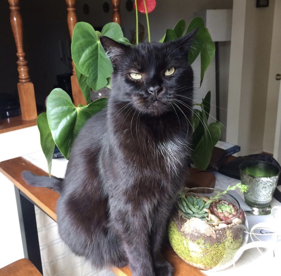 Image of Marley, Lost Cat