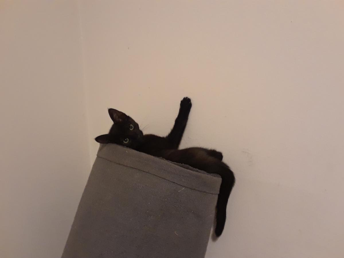 Image of Hopper, Lost Cat