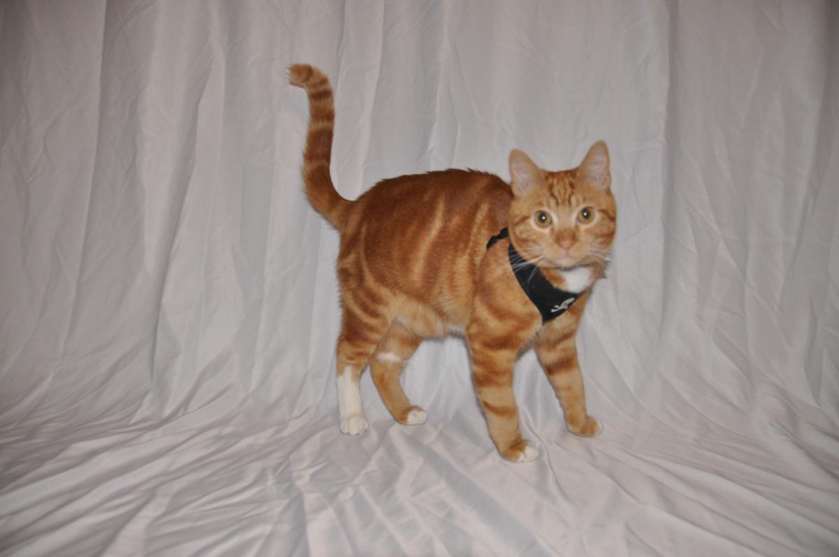 Image of Mr. Ollie, Lost Cat