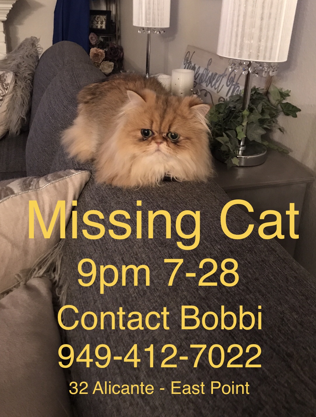 Image of Bailey, Lost Cat