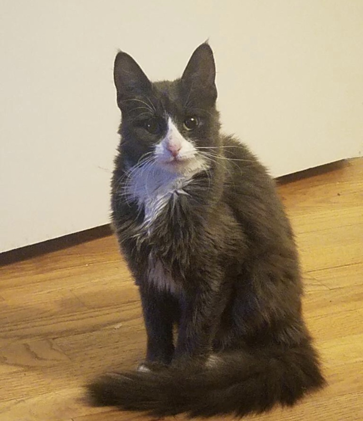 Lost Cat Unknown in LIVERPOOL, NY 