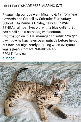 Image of Oakley, Lost Cat