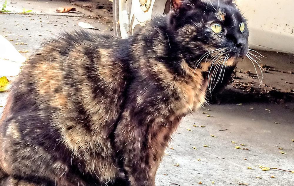 Image of Bishi, Lost Cat