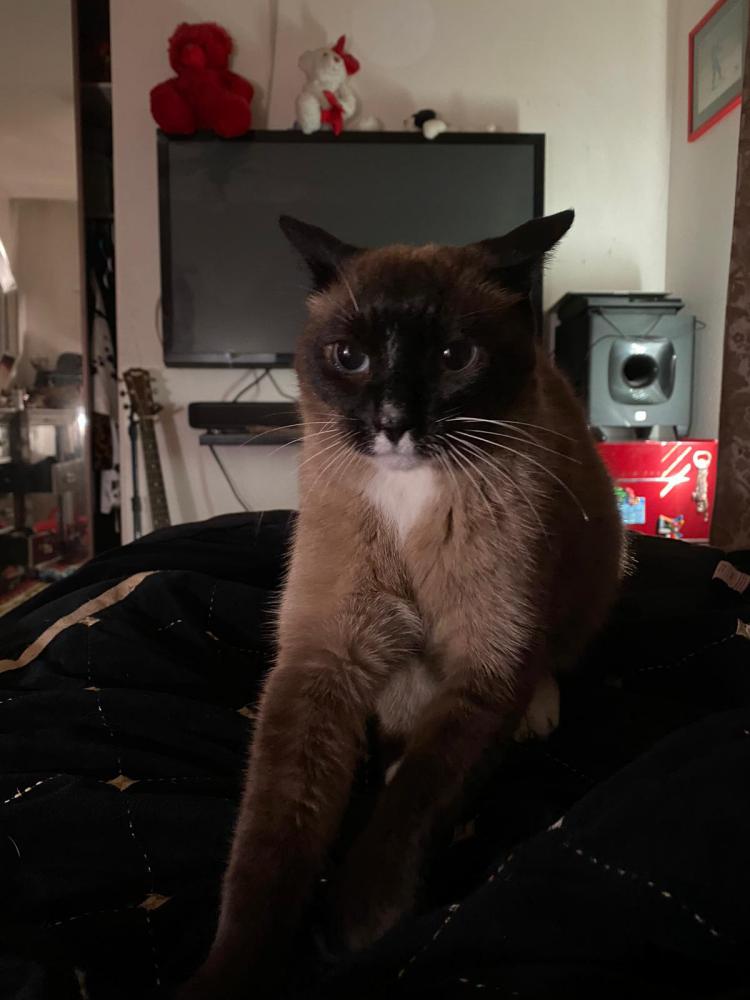 Image of Rocky Boo Bear, Lost Cat
