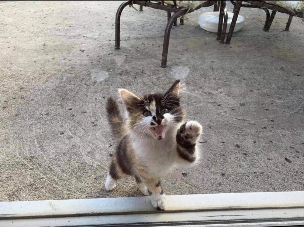 Image of Calico, Lost Cat
