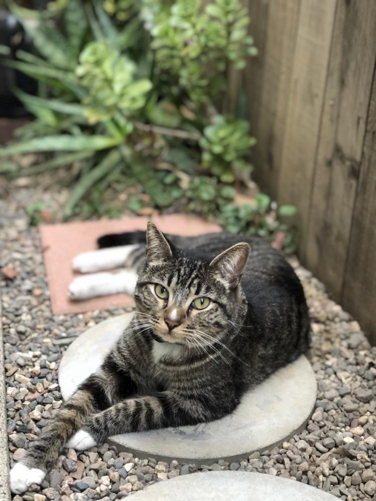 Image of Franky, Lost Cat