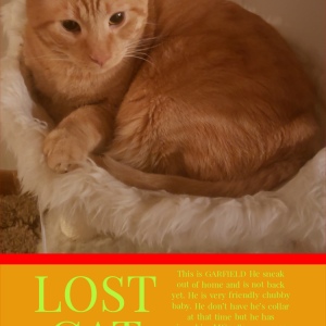 Lost Cat Garfield
