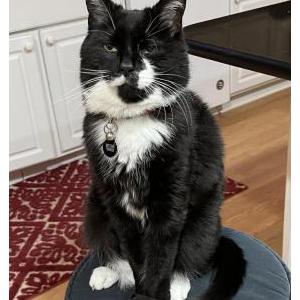 Image of mittens, Lost Cat