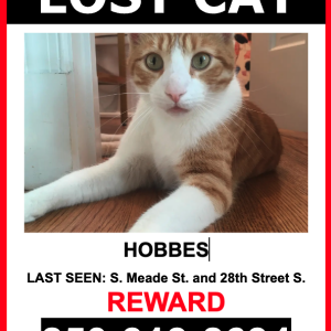 Lost Cat Hobbes
