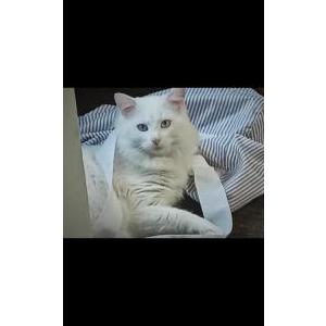 Lost Cat Dylan