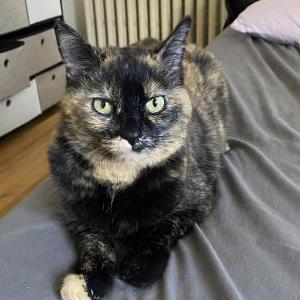 Image of Michelle, Lost Cat