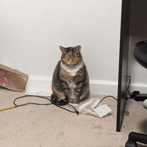 Image of Zelda, Lost Cat