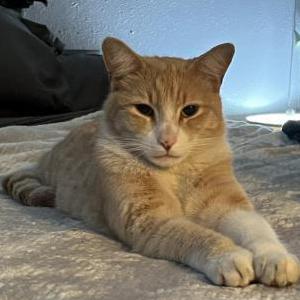 Image of Monkey, Lost Cat