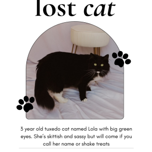 Lost Cat Lola