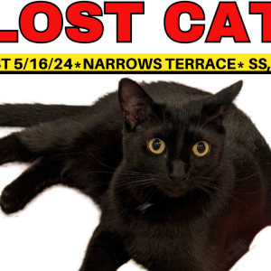 Lost Cat Malcolm