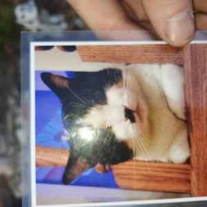 Image of Dolphin, Lost Cat