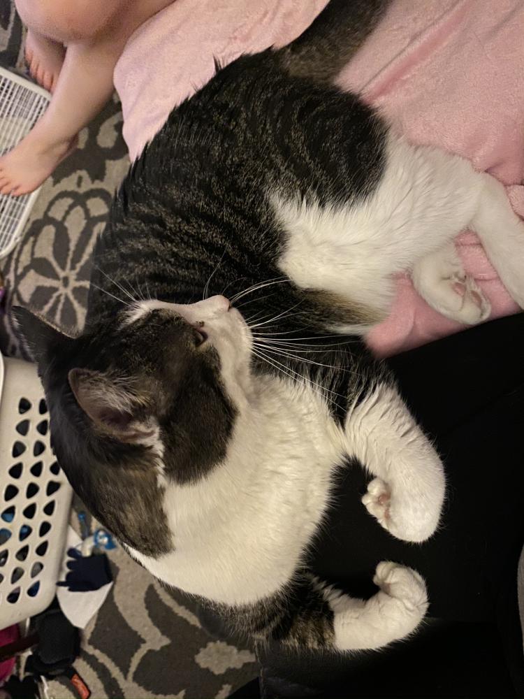 Lost Cat American Shorthair in SPOKANE, WA Lost My Kitty