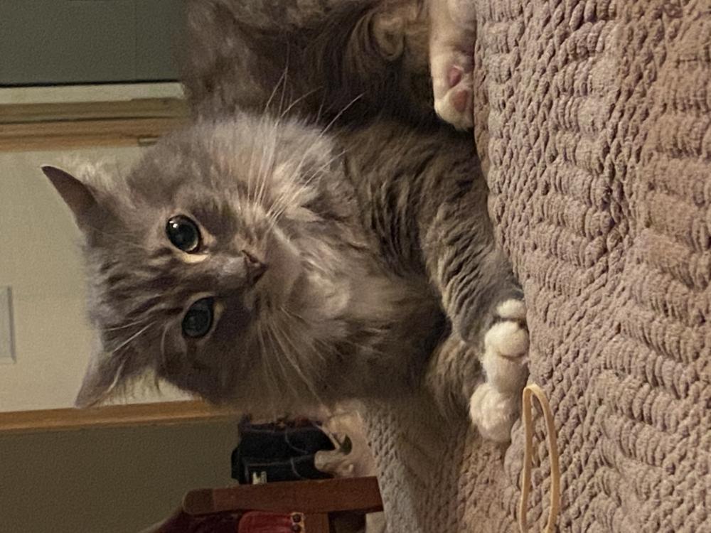 Lost Cat Domestic Medium Hair in SAINT PAUL, MN - Lost My Kitty