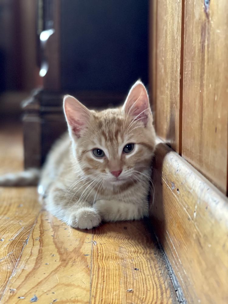 Lost Cat Unknown in CARTERET, NJ Lost My Kitty