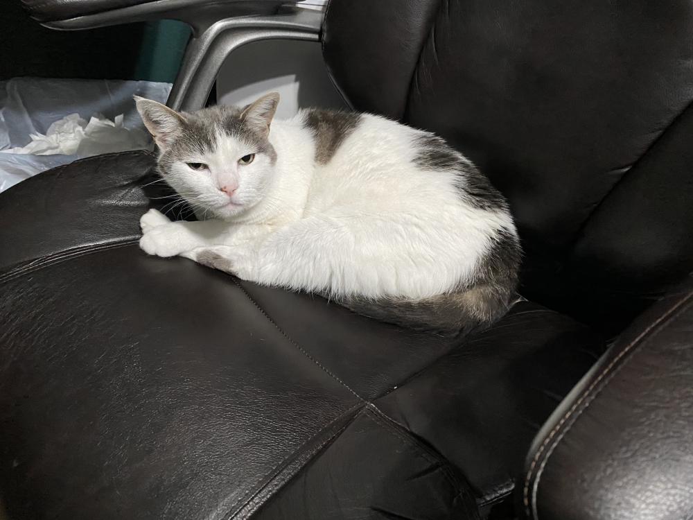 Image of Marble, Lost Cat