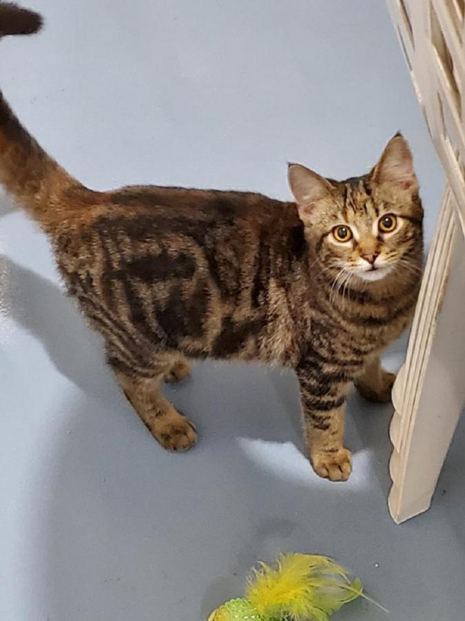 Lost Cat Bengal Cat in NEW BERN, NC - Lost My Kitty