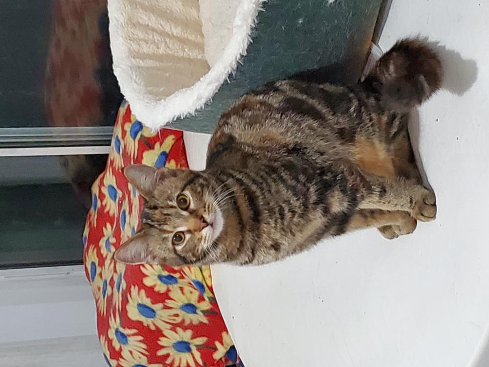 Lost Cat Bengal Cat in NEW BERN, NC - Lost My Kitty