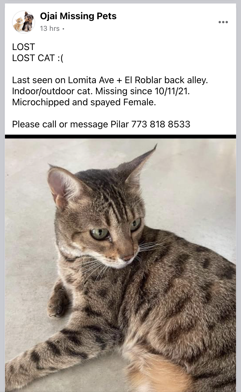 Indoor outdoor hotsell cat missing