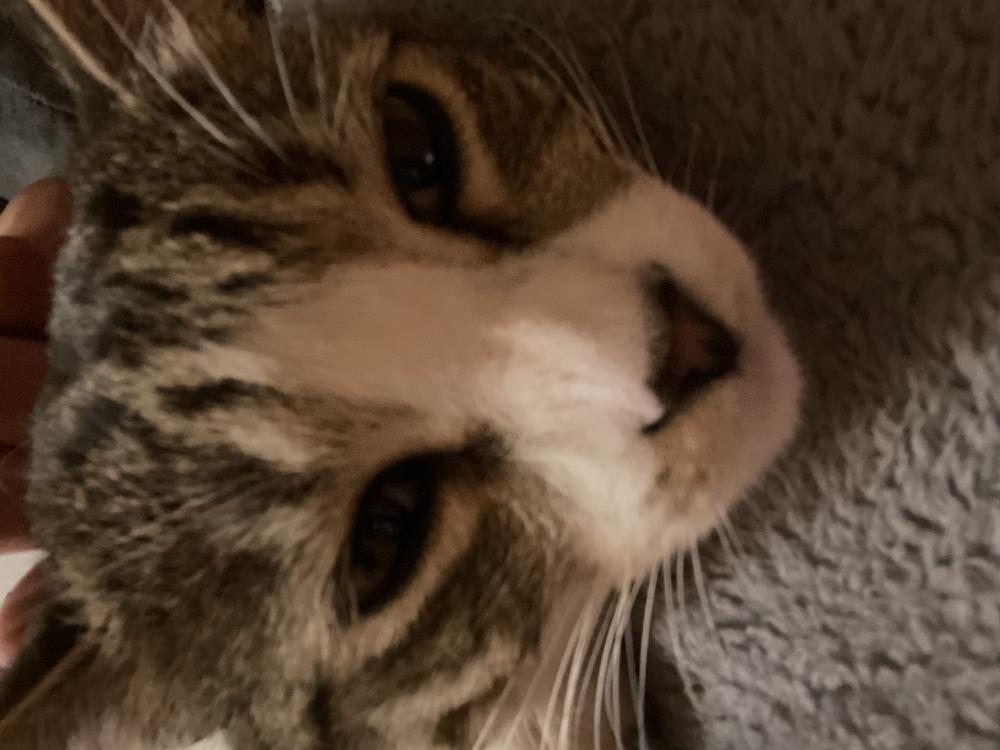Image of Helix, Lost Cat