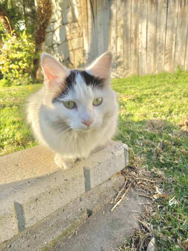 Image of Bobolin, Lost Cat