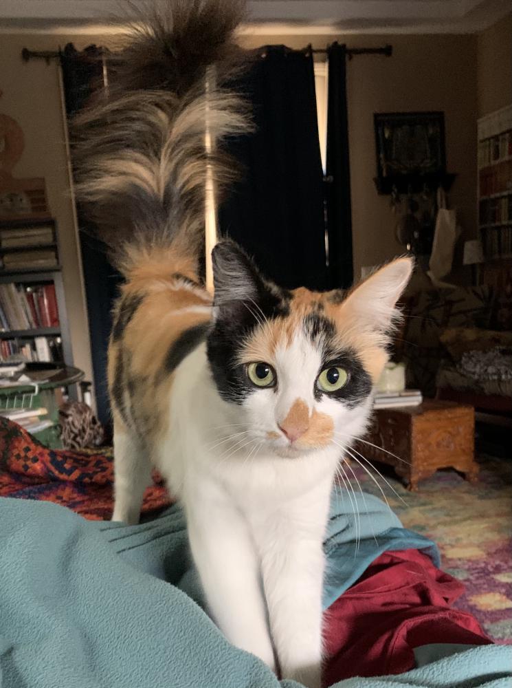 Image of Tiki, Lost Cat