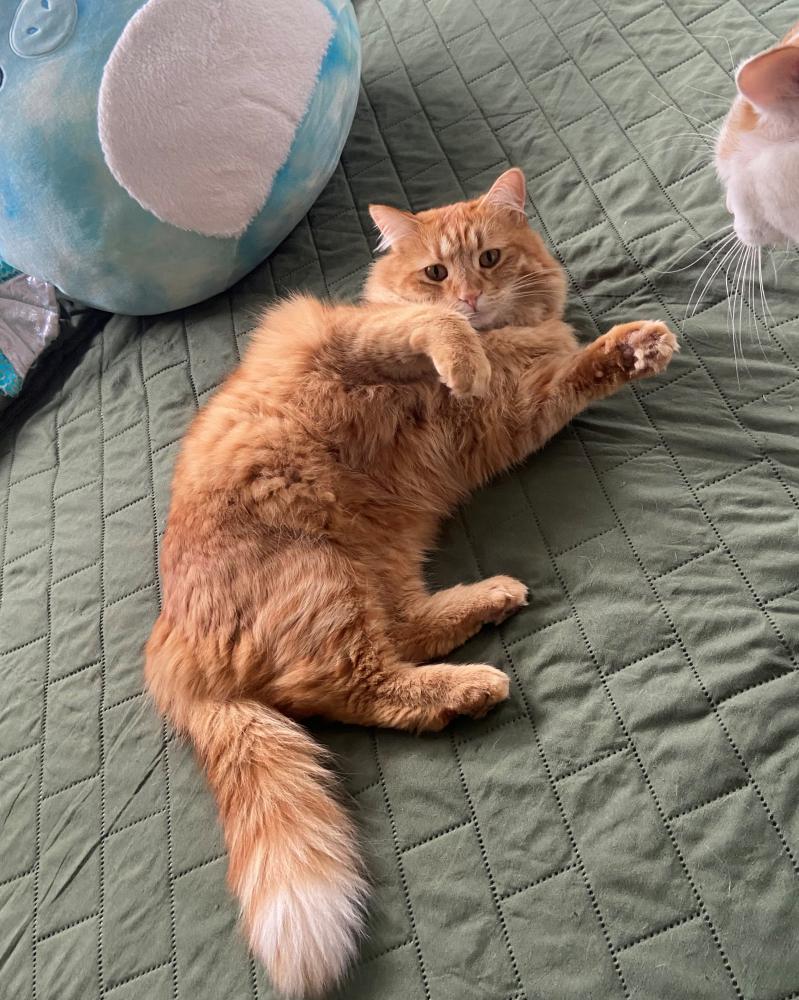 Medium haired best sale orange tabby cat