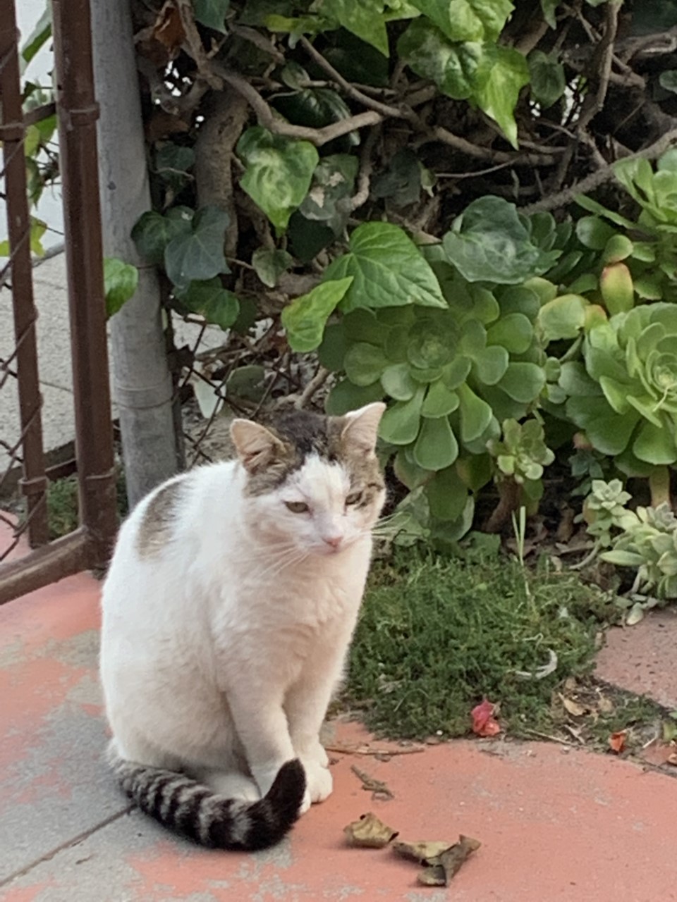 Image of Scruffy, Lost Cat