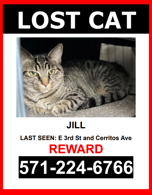 Image of Jill, Lost Cat
