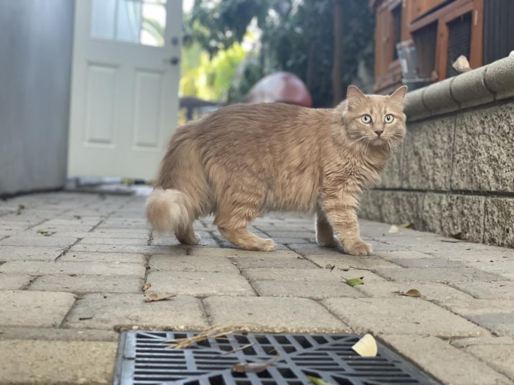 Image of Muffins, Lost Cat